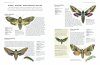The World Encyclopedia of Butterflies & Moths