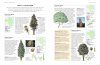 The World Encyclopedia of Trees