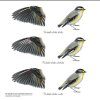 Australian Birds, Pardalotes
