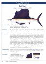 Tunas and Billfishes of the World