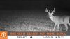 Bushnell CORE DS No Glow Trail Camera