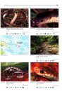 Venomous Snakes of Australia and Oceania / Giftschlangen Australiens und Ozeaniens