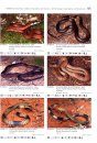 Venomous Snakes of Australia and Oceania / Giftschlangen Australiens und Ozeaniens