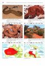Venomous Snakes of Australia and Oceania / Giftschlangen Australiens und Ozeaniens