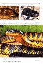 Venomous Snakes of Australia and Oceania / Giftschlangen Australiens und Ozeaniens