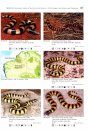 Venomous Snakes of Australia and Oceania / Giftschlangen Australiens und Ozeaniens