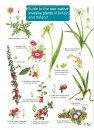 Guide to the Non-Native Invasive Plants of Britain and Ireland