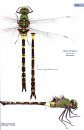 A Guide to the Dragonflies & Damselflies of South Africa