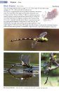 A Guide to the Dragonflies & Damselflies of South Africa