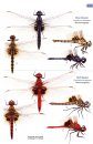 A Guide to the Dragonflies & Damselflies of South Africa