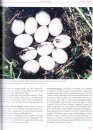Magyarország Fészkelő Madarainak Költésbiológiája [Breeding Biology of Hungarian Nesting Birds] (2-Volume Set)
