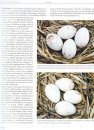 Magyarország Fészkelő Madarainak Költésbiológiája [Breeding Biology of Hungarian Nesting Birds] (2-Volume Set)