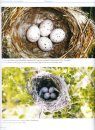 Magyarország Fészkelő Madarainak Költésbiológiája [Breeding Biology of Hungarian Nesting Birds] (2-Volume Set)
