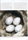 Magyarország Fészkelő Madarainak Költésbiológiája [Breeding Biology of Hungarian Nesting Birds] (2-Volume Set)