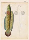 Francis Hamilton’s Gangetic Fishes in Colour