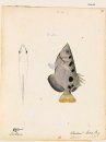 Francis Hamilton’s Gangetic Fishes in Colour