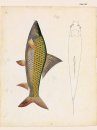 Francis Hamilton’s Gangetic Fishes in Colour
