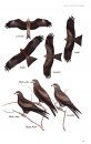 Birds of Prey of Australia