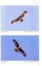 Birds of Prey of Australia