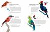 Atlas of Amazing Birds