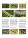 Het Nachtvlinderboek: Macronachtvlinders van Nederland en België, Inclusief Rupsen [The Book of Moths: Nocturnal Macro-Moths of the Netherlands and Belgium, Including Caterpillars]