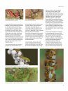 Het Nachtvlinderboek: Macronachtvlinders van Nederland en België, Inclusief Rupsen [The Book of Moths: Nocturnal Macro-Moths of the Netherlands and Belgium, Including Caterpillars]