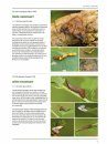 Het Nachtvlinderboek: Macronachtvlinders van Nederland en België, Inclusief Rupsen [The Book of Moths: Nocturnal Macro-Moths of the Netherlands and Belgium, Including Caterpillars]