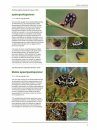 Het Nachtvlinderboek: Macronachtvlinders van Nederland en België, Inclusief Rupsen [The Book of Moths: Nocturnal Macro-Moths of the Netherlands and Belgium, Including Caterpillars]