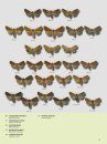 Het Nachtvlinderboek: Macronachtvlinders van Nederland en België, Inclusief Rupsen [The Book of Moths: Nocturnal Macro-Moths of the Netherlands and Belgium, Including Caterpillars]