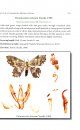 Geometrid Moths of India