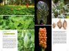 Basisgids Stinzenplanten [Basic Guide to Ornamental Exotic Plants]