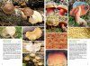 Basisgids Paddenstoelen [Basic Guide to Mushrooms]
