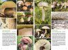 Basisgids Paddenstoelen [Basic Guide to Mushrooms]