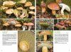Basisgids Paddenstoelen [Basic Guide to Mushrooms]