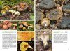 Basisgids Paddenstoelen [Basic Guide to Mushrooms]