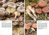 Basisgids Paddenstoelen [Basic Guide to Mushrooms]