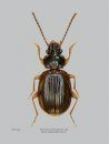 I Trechus d'Italia e Corsica: Coleoptera, Carabidae, Trechinae [The Trechus of Italy and Corsica]