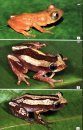 Field Guide to Frogs & Other Amphibians of Africa