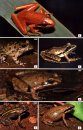 Field Guide to Frogs & Other Amphibians of Africa