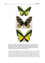 Courtship and Mating in Butterflies