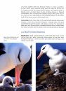 Around the World for Albatrosses