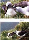 Around the World for Albatrosses