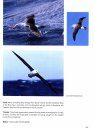 Around the World for Albatrosses
