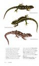 Reptiles & Amphibians of New Zealand