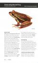 Reptiles & Amphibians of New Zealand