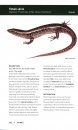 Reptiles & Amphibians of New Zealand