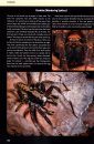 Borneo Spiders