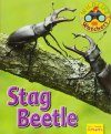 Wildlife Watchers: Stag Beetle