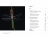 Dragonflies & Damselflies of New Zealand