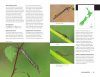 Dragonflies & Damselflies of New Zealand